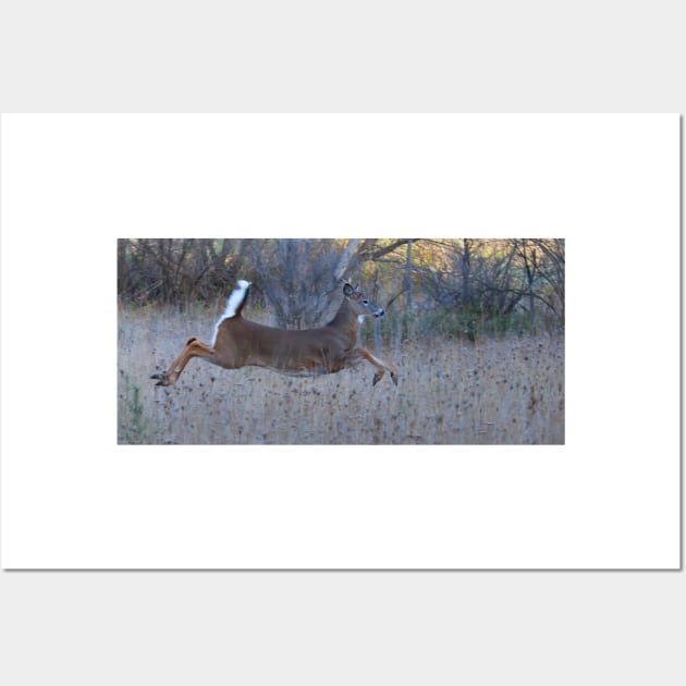 On Prancer! - White-tailed Buck Wall Art by Jim Cumming